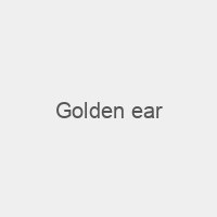 Golden ear